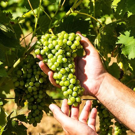 Agriturismo Casetta I Vinci Zewnętrze zdjęcie