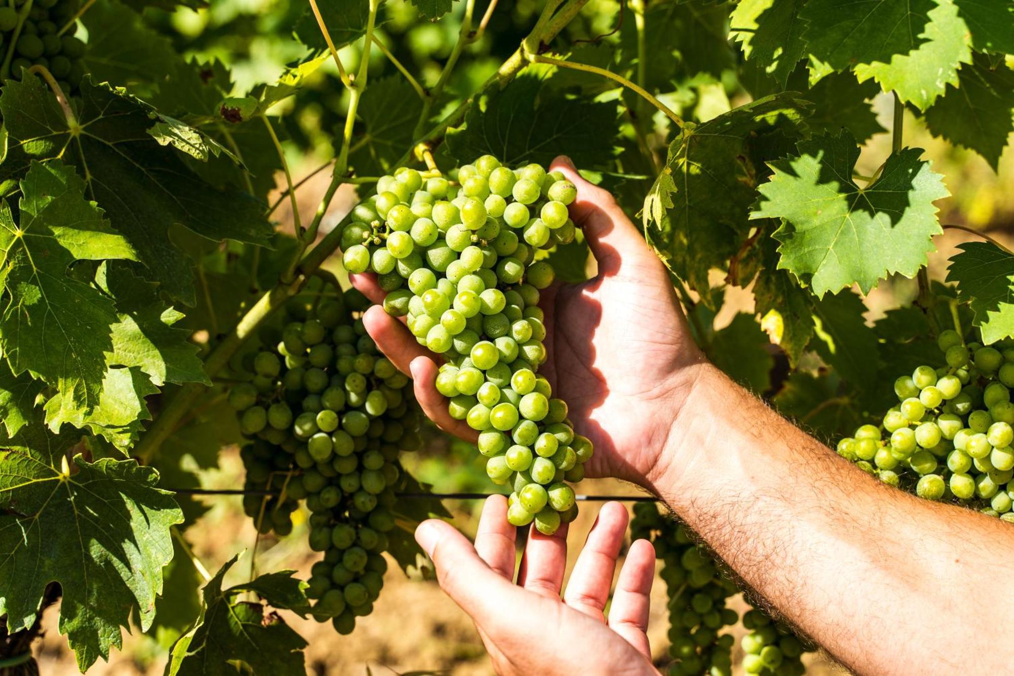 Agriturismo Casetta I Vinci Zewnętrze zdjęcie